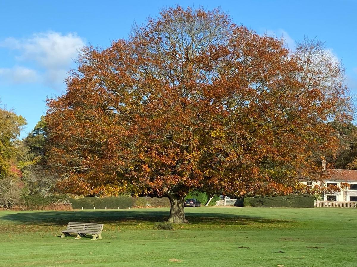 Avondale New Forest Godshill  Esterno foto