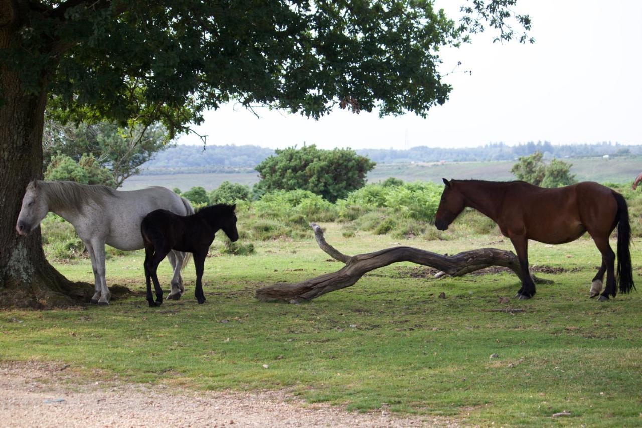 Avondale New Forest Godshill  Esterno foto