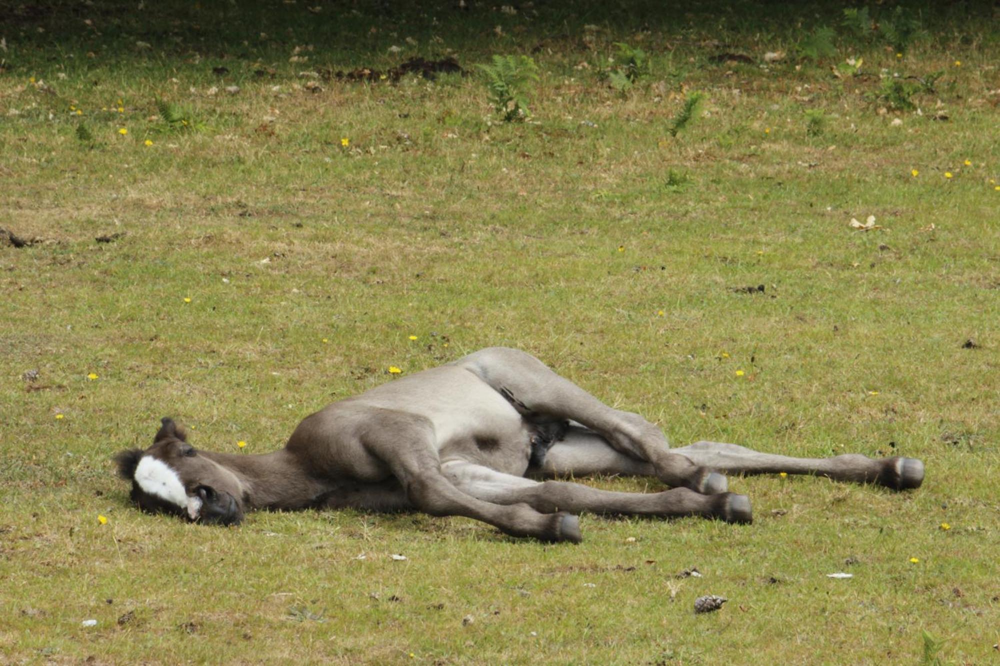 Avondale New Forest Godshill  Esterno foto